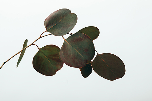 green decorative eucalyptus plant isolated on white