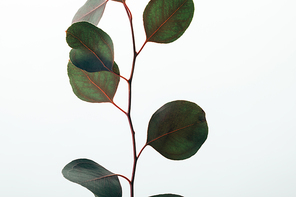 closeup of green decorative eucalyptus branch isolated on white