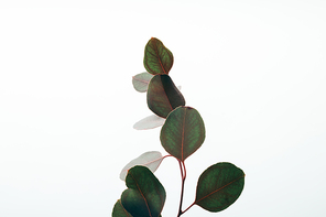 green decorative eucalyptus leaves isolated on white
