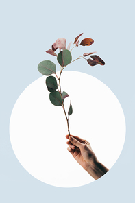 partial view of woman holding eucalyptus isolated on light blue with white circle