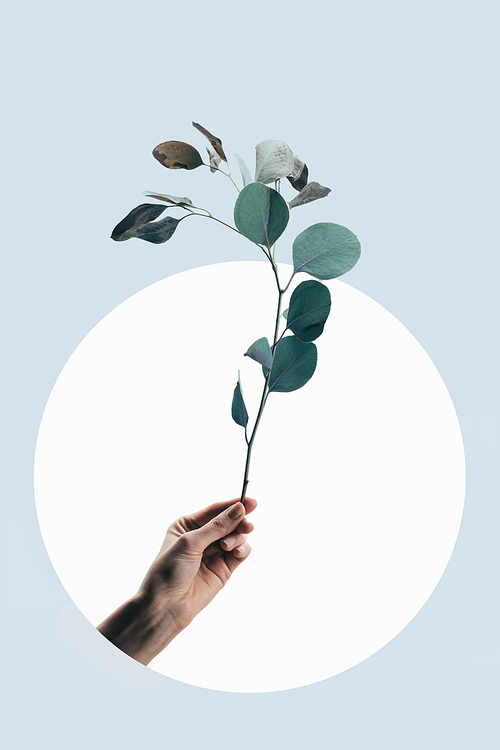 cropped view of woman holding eucalyptus branch isolated on light blue with white circle