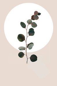 Floral geometric design with eucalyptus leaves isolated on beige