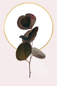 Floral geometric design with eucalyptus and golden circle isolated on beige