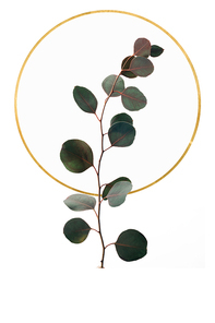 Floral design with eucalyptus and golden circle isolated on white