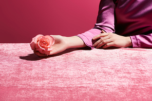 cropped view of woman holding rose on velour cloth isolated on pink, girlish concept