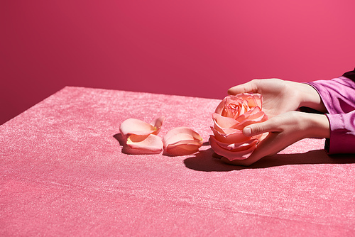 cropped view of woman holding rose with petals on velour cloth isolated on pink, girlish concept