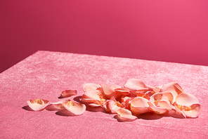 rose petals on velour pink cloth isolated on pink, girlish concept