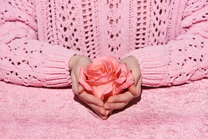 cropped view of woman in sweater holding rose flower on pink velour cloth, girlish concept