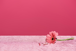 gerbera with picked out petals on velour pink cloth isolated on pink, girlish concept