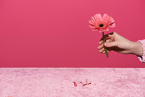 cropped view of woman holding gerbera near petals on velour cloth isolated on pink, girlish concept
