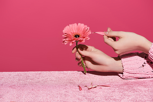 cropped view of woman picking out gerbera petals on velour cloth isolated on pink, girlish concept