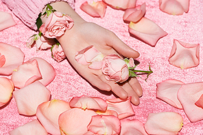 cropped view of woman holding rose among petals on velour pink cloth, girlish concept