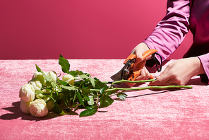 cropped view of woman pruning roses on velour cloth isolated on pink, girlish concept
