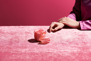 cropped view of woman near rose flower on velour cloth isolated on pink, girlish concept
