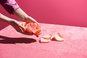 cropped view of woman holding rose petals above velour cloth isolated on pink, girlish concept