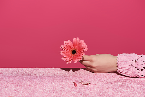 cropped view of woman holding gerbera with petals on velour cloth isolated on pink, girlish concept