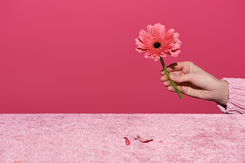cropped view of woman holding gerbera with petals on velour cloth isolated on pink, girlish concept