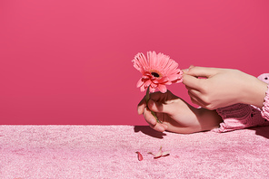 cropped view of woman picking out gerbera petals on velour cloth isolated on pink, girlish concept