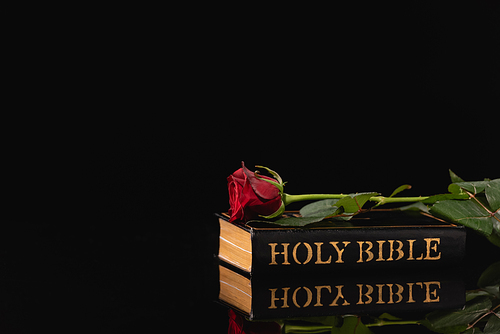 red rose on holy bible on black background, funeral concept