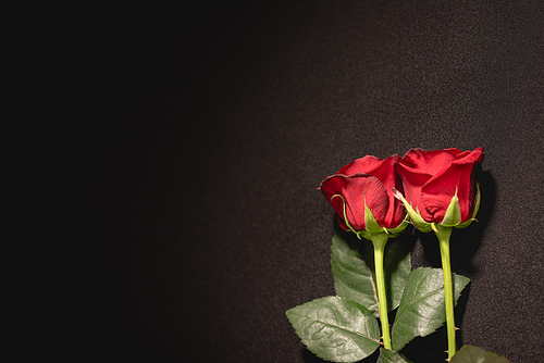 two red roses on black background, funeral concept