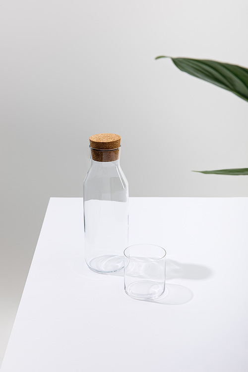empty glass and bottle near green plant on white surface isolated on grey