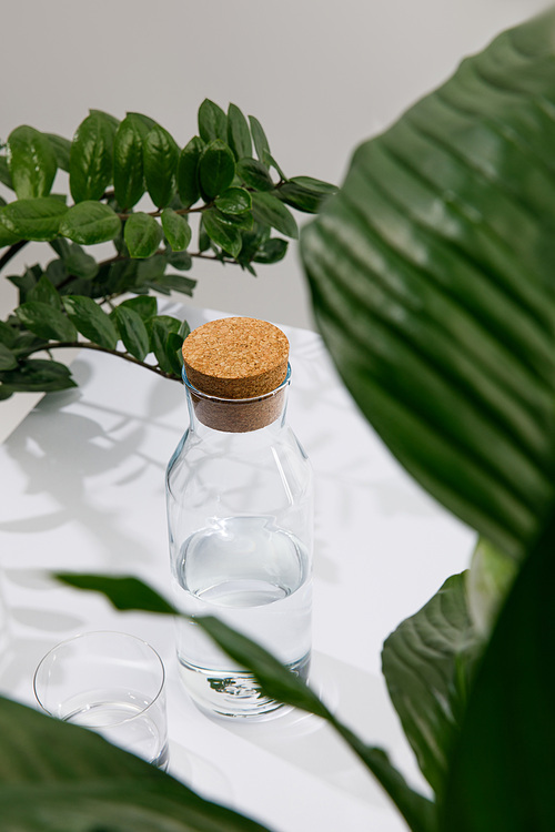 selective focus of glass and bottle of fresh water near green plants on white surface isolated on grey