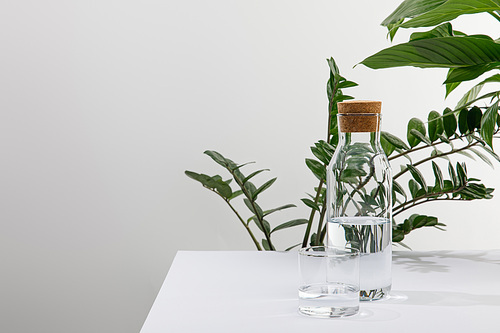 glass and bottle of fresh water near green plants on white surface isolated on grey