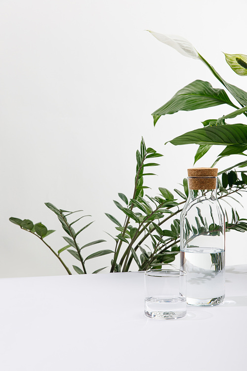 glass and bottle of fresh water near green plants on white background