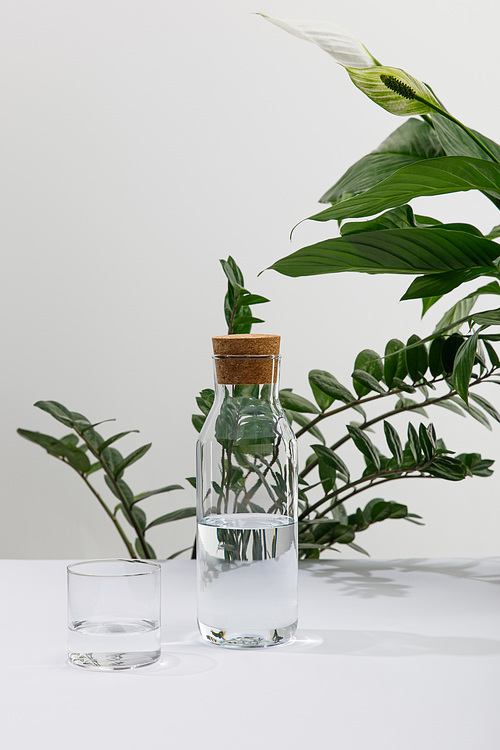 glass and bottle of fresh water near green plants on white surface