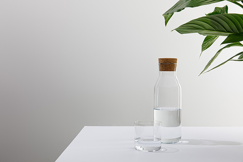 glass and bottle of fresh water near green plant on grey background