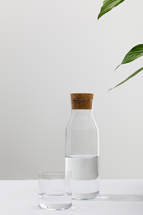 glass and bottle of fresh water near green plant on white background