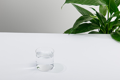 glass fresh water near green peace lily plant on white surface