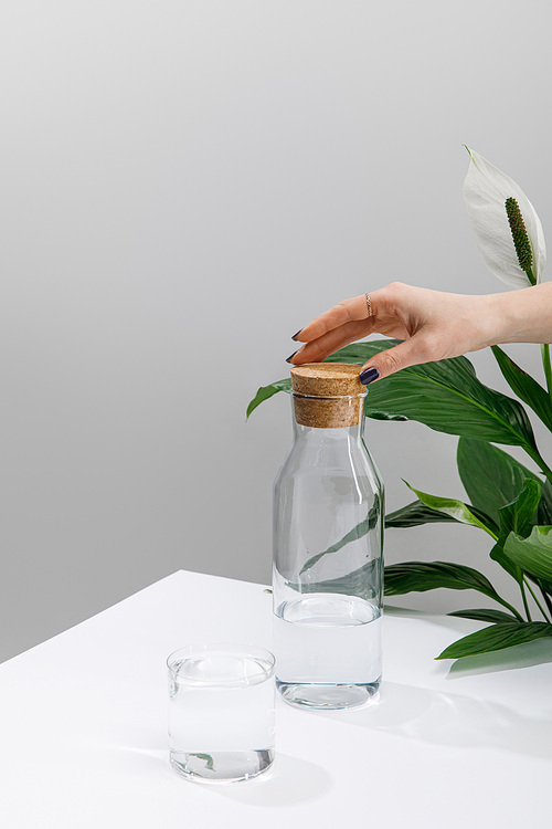 female hand near glass and bottle of fresh water on white surface near green peace lily plant isolated on grey