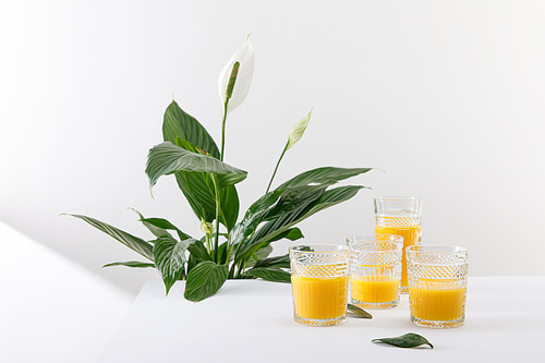 glasses of delicious yellow smoothie on white surface near green peace lily plant