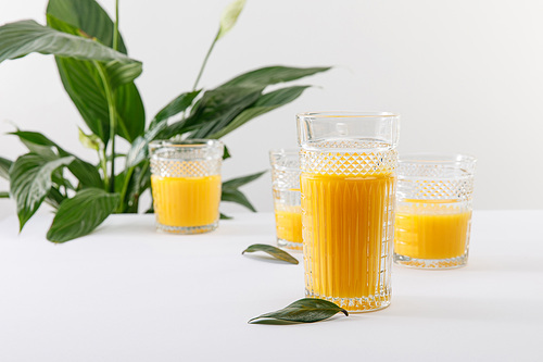 selective focus of glasses of fresh delicious yellow smoothie on white surface near green peace lily plant isolated on grey