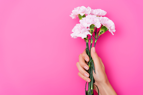 top view of female hand with pastel fingernails and carnation flowers on pink background
