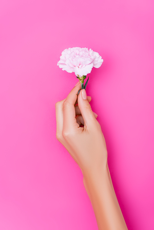top view of female hand with nails covered with glossy enamel and carnation flower on pink background