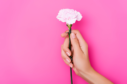 partial view of woman with glossy manicure holding carnation flower on pink background