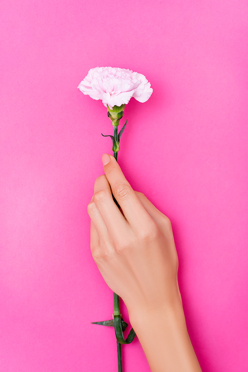 top view of female hand with pastel nail polish on fingernails and carnation flower on pink background