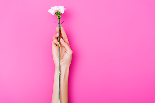 partial view of woman with pastel fingernails holding carnation flower on pink background