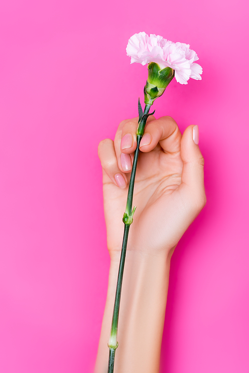 top view of female hand with glossy nail polish on fingernails near carnation flower on pink background