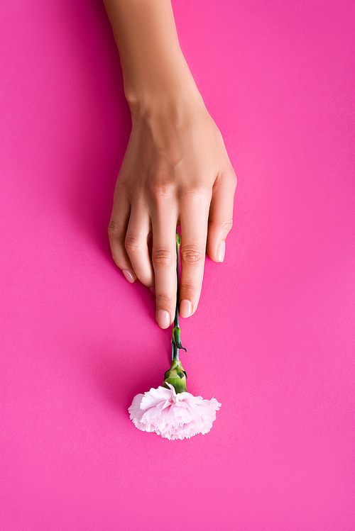 top view of female hand with fingernails covered with shiny nail varnish near carnation flower on pink background