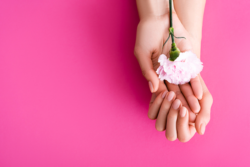 partial view of female hands with pastel manicure near carnation flower on pink background