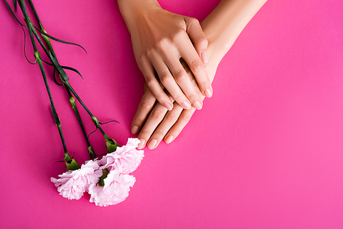 top view of female hands with glossy pastel manicure near carnation flowers on pink background