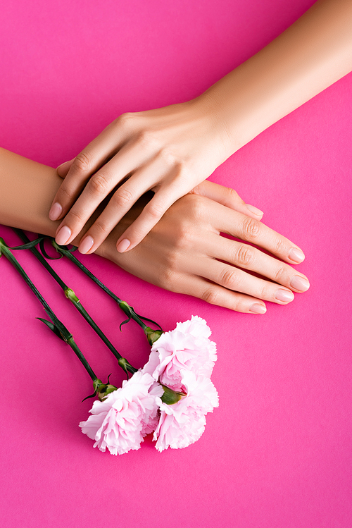 top view of female hands with glossy manicure near carnation flowers on pink background