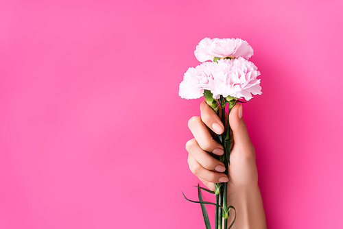 partial view of woman with glossy pastel manicure holding carnation flowers on pink background