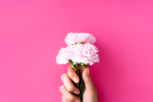 partial view of woman with pastel manicure holding carnation flowers on pink background