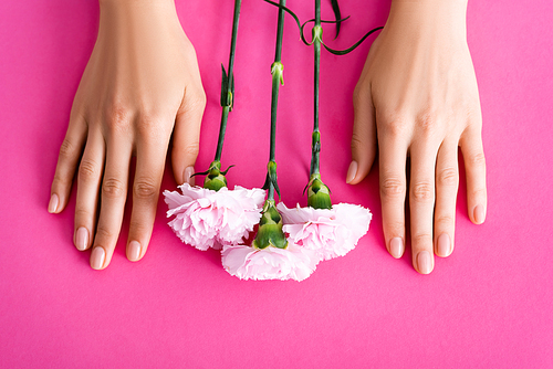 top view of carnation flowers near female hands with glossy manicure on pink background