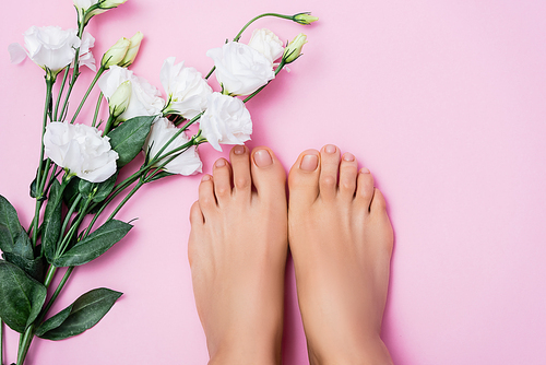 top view of female feet with glossy toenails near white eustoma flowers on pink background