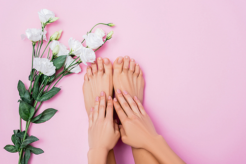 top view of groomed female hands and feet near white eustoma flowers on pink background